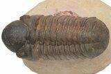 Detailed Reedops Trilobite - Aatchana, Morocco #229713-1